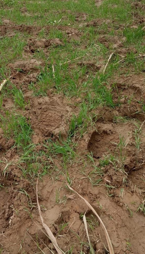 Wild elephants wreak havoc: Sugarcane, wheat and mustard crops crushed, farmers in panic IMAGE CREDIT TO REPORTER