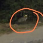 Guldar's stroll on Nagina Dhampur National Highway, when he saw it at night, there was chaos, the passerby captured it on camera IMAGE CREDIT TO REPORTER