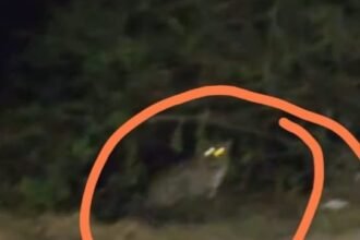 Guldar's stroll on Nagina Dhampur National Highway, when he saw it at night, there was chaos, the passerby captured it on camera IMAGE CREDIT TO REPORTER