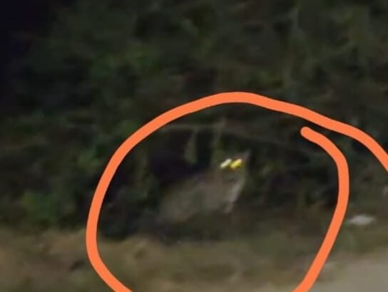 Guldar's stroll on Nagina Dhampur National Highway, when he saw it at night, there was chaos, the passerby captured it on camera IMAGE CREDIT TO REPORTER