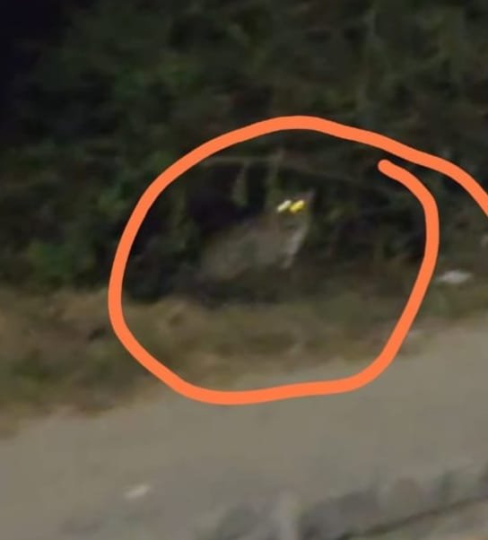 Guldar's stroll on Nagina Dhampur National Highway, when he saw it at night, there was chaos, the passerby captured it on camera IMAGE CREDIT TO REPORTER
