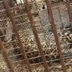 Third leopard captured in forest department's cage, villagers heave a sigh of relief IMAGE CREDIT TO वन विभाग