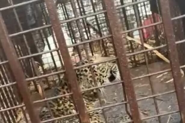 Third leopard captured in forest department's cage, villagers heave a sigh of relief IMAGE CREDIT TO वन विभाग