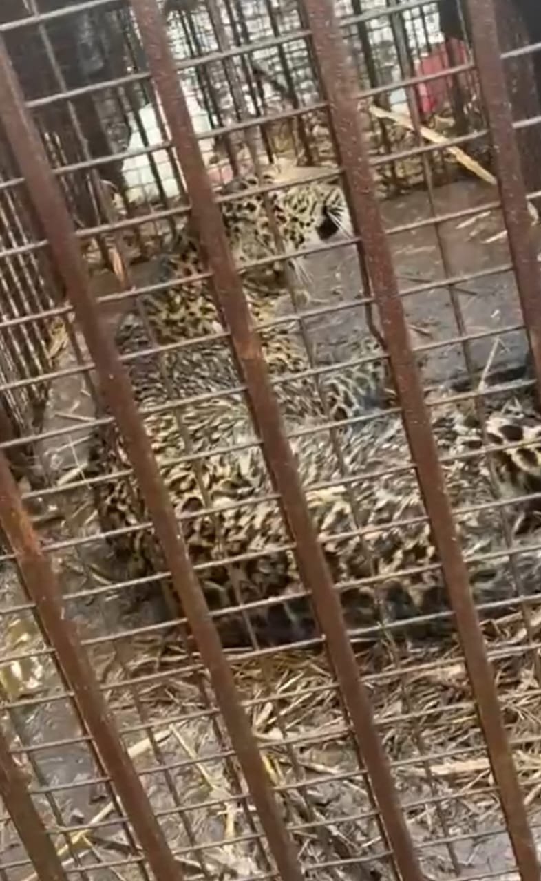 Third leopard captured in forest department's cage, villagers heave a sigh of relief IMAGE CREDIT TO वन विभाग