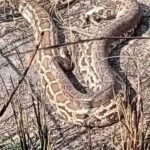 Panic erupted on the Gang Canal embankment road after two pythons were found; the forest department carried out a rescue. IMAGE CREDIT TO वन विभाग