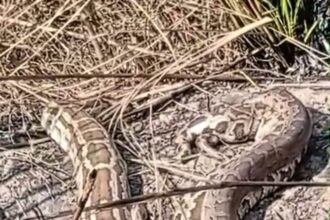 Panic erupted on the Gang Canal embankment road after two pythons were found; the forest department carried out a rescue. IMAGE CREDIT TO वन विभाग