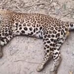 Leopard Found Dead by Roadside in Sherkot Area; Suspected Electrocution from High-Voltage Power Line IMAGE CREDIT TO वन विभाग