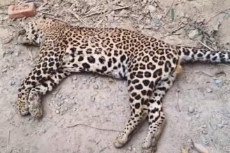 Leopard Found Dead by Roadside in Sherkot Area; Suspected Electrocution from High-Voltage Power Line IMAGE CREDIT TO वन विभाग