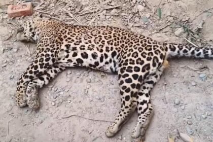 Leopard Found Dead by Roadside in Sherkot Area; Suspected Electrocution from High-Voltage Power Line IMAGE CREDIT TO वन विभाग