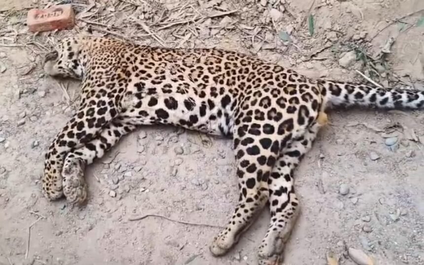 Leopard Found Dead by Roadside in Sherkot Area; Suspected Electrocution from High-Voltage Power Line IMAGE CREDIT TO वन विभाग