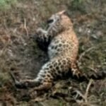 An injured leopard found by the roadside; panic spreads in the Sherkot area IMAGE CREDIT TO वन विभाग