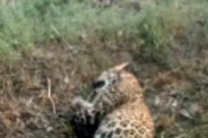 An injured leopard found by the roadside; panic spreads in the Sherkot area IMAGE CREDIT TO वन विभाग