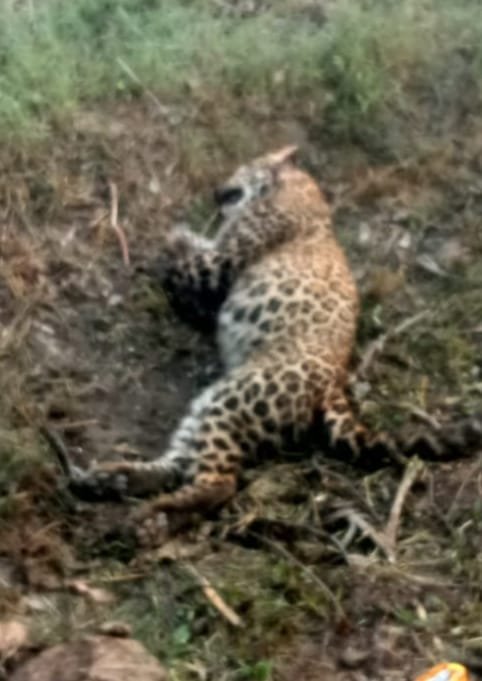 An injured leopard found by the roadside; panic spreads in the Sherkot area IMAGE CREDIT TO वन विभाग