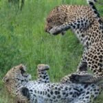 Panic among villagers as leopard pair roams playfully; demand for cages to capture them. IMAGE CREDIT TO प्रोफाइल काल्पनिक फोटो