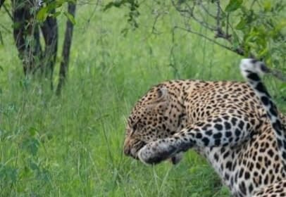 Panic among villagers as leopard pair roams playfully; demand for cages to capture them. IMAGE CREDIT TO प्रोफाइल काल्पनिक फोटो