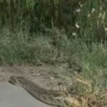 Panic broke out after a 25-foot-long python was spotted on National Highway-9. Traffic came to a standstill, and the video has gone viral. IMAGE CREDIT TO रिपोर्टर