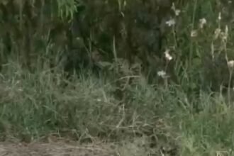 Panic broke out after a 25-foot-long python was spotted on National Highway-9. Traffic came to a standstill, and the video has gone viral. IMAGE CREDIT TO रिपोर्टर