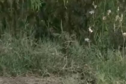 Panic broke out after a 25-foot-long python was spotted on National Highway-9. Traffic came to a standstill, and the video has gone viral. IMAGE CREDIT TO रिपोर्टर