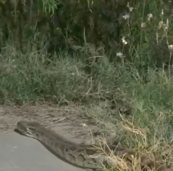Panic broke out after a 25-foot-long python was spotted on National Highway-9. Traffic came to a standstill, and the video has gone viral. IMAGE CREDIT TO रिपोर्टर