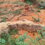 Fossil site dating back around 8,000–12,000 years discovered in Tamil Nadu, shedding new light on ancient environment. IMAGE CREDIT TO पर्यावरण मंत्रालय