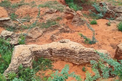 Fossil site dating back around 8,000–12,000 years discovered in Tamil Nadu, shedding new light on ancient environment. IMAGE CREDIT TO पर्यावरण मंत्रालय