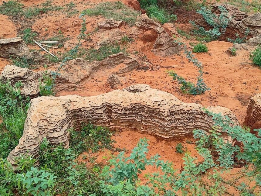 Fossil site dating back around 8,000–12,000 years discovered in Tamil Nadu, shedding new light on ancient environment. IMAGE CREDIT TO पर्यावरण मंत्रालय