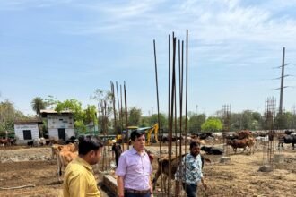 Nandi Park Gaushala is being expanded for the care of abandoned cattle IMAGE CREDIT TO NAGAR NIGAM