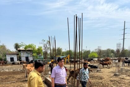 Nandi Park Gaushala is being expanded for the care of abandoned cattle IMAGE CREDIT TO NAGAR NIGAM