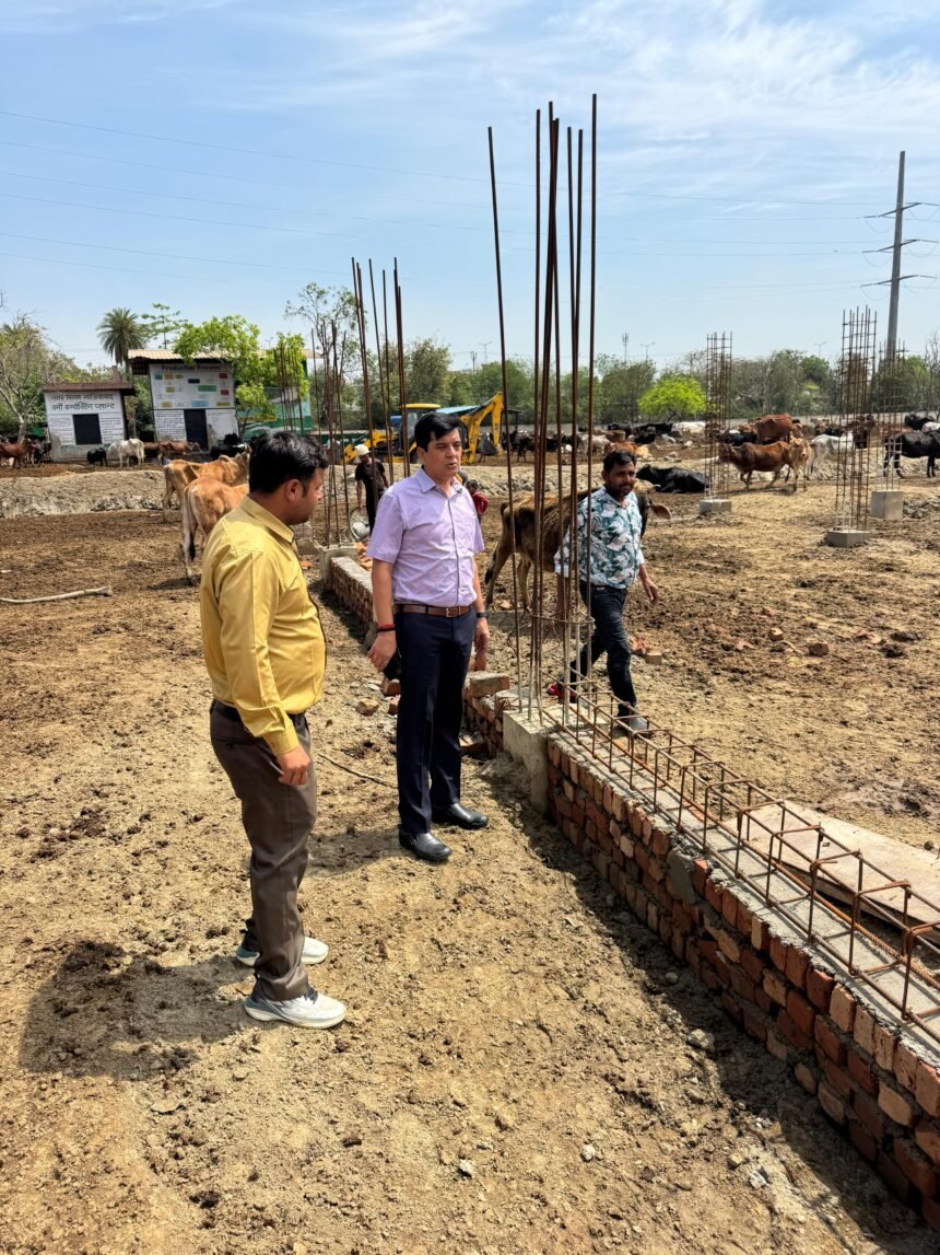 Nandi Park Gaushala is being expanded for the care of abandoned cattle IMAGE CREDIT TO NAGAR NIGAM