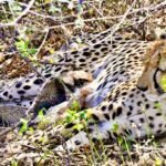 Historic achievement in Kuno National Park: Indian-origin female cheetah gives birth to four cubs IMAGE CREDIT TO केंद्रीय पर्यावरण एवं वन मंत्रालय