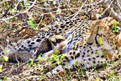 Historic achievement in Kuno National Park: Indian-origin female cheetah gives birth to four cubs IMAGE CREDIT TO केंद्रीय पर्यावरण एवं वन मंत्रालय