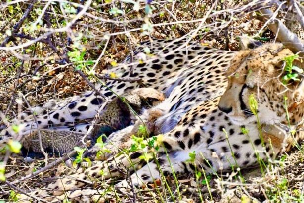 Historic achievement in Kuno National Park: Indian-origin female cheetah gives birth to four cubs IMAGE CREDIT TO केंद्रीय पर्यावरण एवं वन मंत्रालय