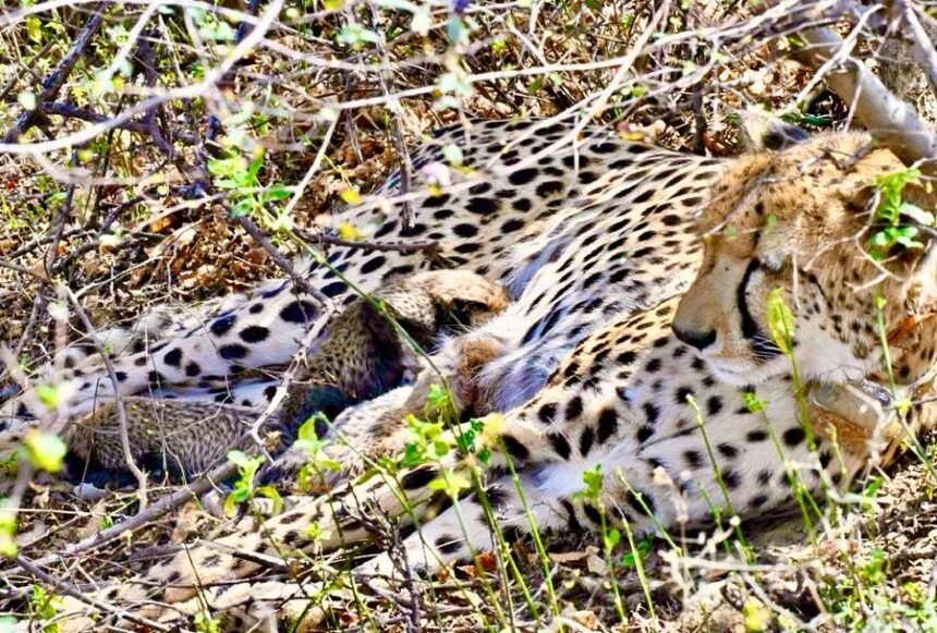 Historic achievement in Kuno National Park: Indian-origin female cheetah gives birth to four cubs IMAGE CREDIT TO केंद्रीय पर्यावरण एवं वन मंत्रालय