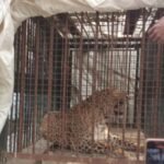 Leopard that had been spreading fear is finally captured in a cage; villagers feel relieved. IMAGE CREDIT TO वन विभाग