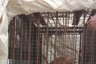 Leopard that had been spreading fear is finally captured in a cage; villagers feel relieved. IMAGE CREDIT TO वन विभाग