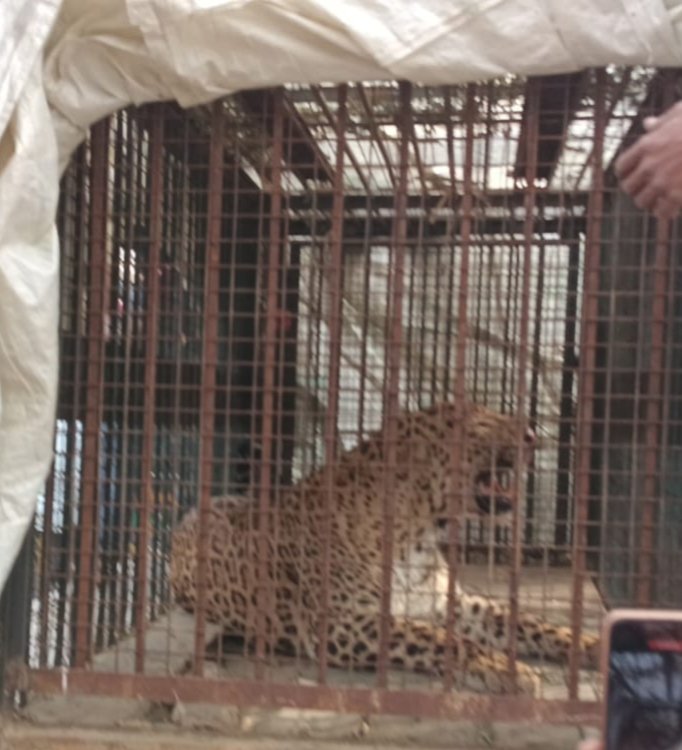 Leopard that had been spreading fear is finally captured in a cage; villagers feel relieved. IMAGE CREDIT TO वन विभाग