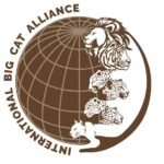 India will host the International Big Cat Alliance Summit, scheduled to be held in New Delhi on June 1–2, 2026. IMAGE CREDIT TO एलाइंस फाइल फोटो