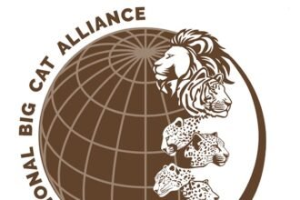 India will host the International Big Cat Alliance Summit, scheduled to be held in New Delhi on June 1–2, 2026. IMAGE CREDIT TO एलाइंस फाइल फोटो