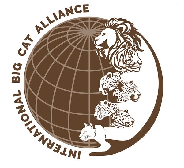 India will host the International Big Cat Alliance Summit, scheduled to be held in New Delhi on June 1–2, 2026. IMAGE CREDIT TO एलाइंस फाइल फोटो