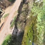 Discontent among farmers over the working style of the Irrigation Department as crops face drying due to water shortage. IMAGE CREDIT TO REPORTER