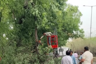 Trees fell on roads due to a strong storm; municipal corporation cleared the blocked roads — IMAGE CREDIT TO NAGAR NIGAM