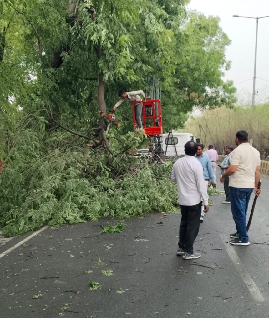 Trees fell on roads due to a strong storm; municipal corporation cleared the blocked roads — IMAGE CREDIT TO NAGAR NIGAM