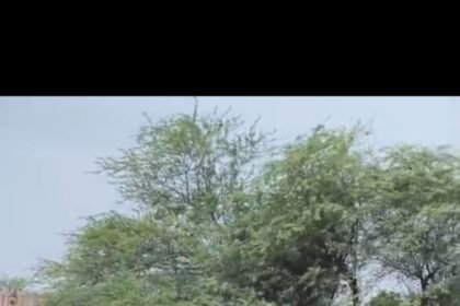Land Worth ₹250 Crore Freed from Encroachment: Yamuna Authority Removes Illegal Occupation from Green Belt Area IMAGE CREDIT: प्राधिकरण