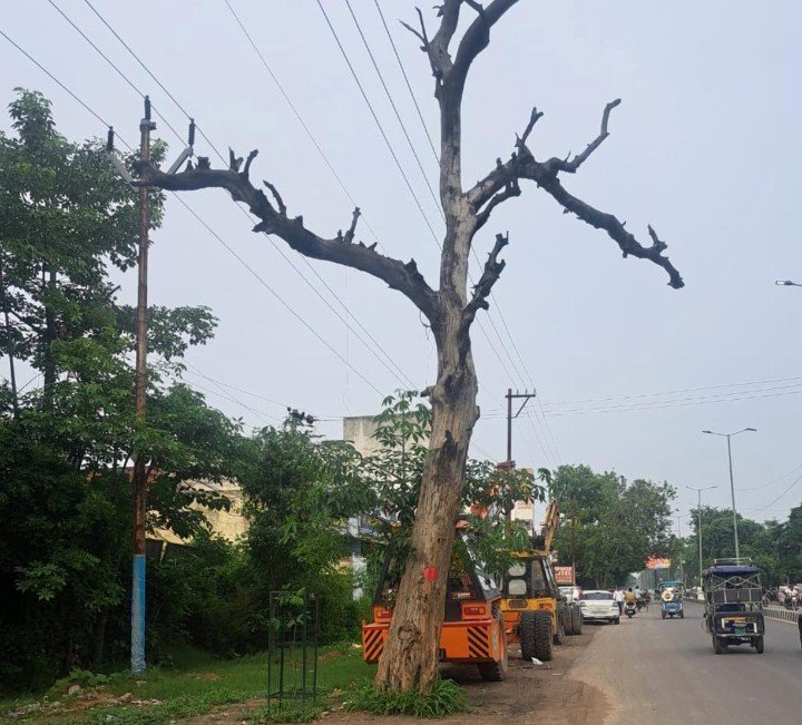 हरे पेड़ों पर चली आरी तो डीएम कविता मीना ने दिखाई सख्ती, वनरक्षक सस्पेंड; दो अधिकारियों को नोटिस 2 WhatsApp Image 2026 08 05 at 21.16.24 3