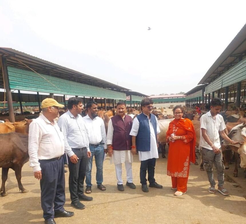 1923 Cattle Found at Nandi Park, Instructions Issued to Improve Arrangements at Patti Cow Shelter IMAGE CREDIT TO सूचना विभाग