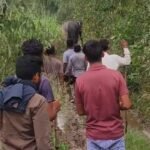 Terror of a Tusked Elephant in Kashiwala Forest, Farmers Troubled IMAGE CREDIT TO रिपोर्टर