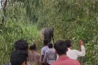 Terror of a Tusked Elephant in Kashiwala Forest, Farmers Troubled IMAGE CREDIT TO रिपोर्टर