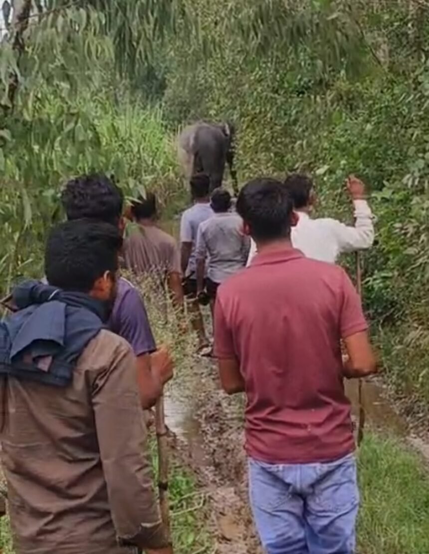 Terror of a Tusked Elephant in Kashiwala Forest, Farmers Troubled IMAGE CREDIT TO रिपोर्टर