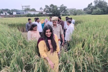 DM Medha Roopam Inspects Paddy Crop Cutting in Girdharpur, Yield of 10.805 Kilograms Recorded IMAGE CREDIT TO सूचना विभाग