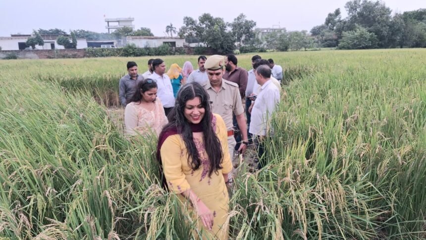 DM Medha Roopam Inspects Paddy Crop Cutting in Girdharpur, Yield of 10.805 Kilograms Recorded IMAGE CREDIT TO सूचना विभाग